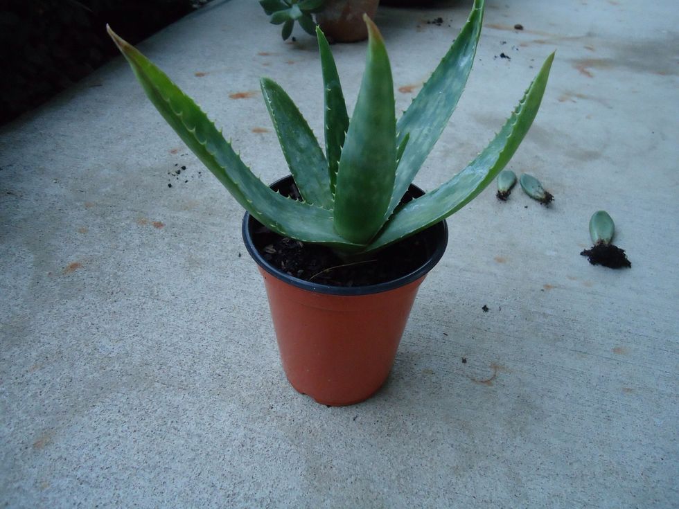Cuttings may not always work well with some succulents, including aloes. But they may propagate themselves, naturally. That's how the aloe above was propagated.