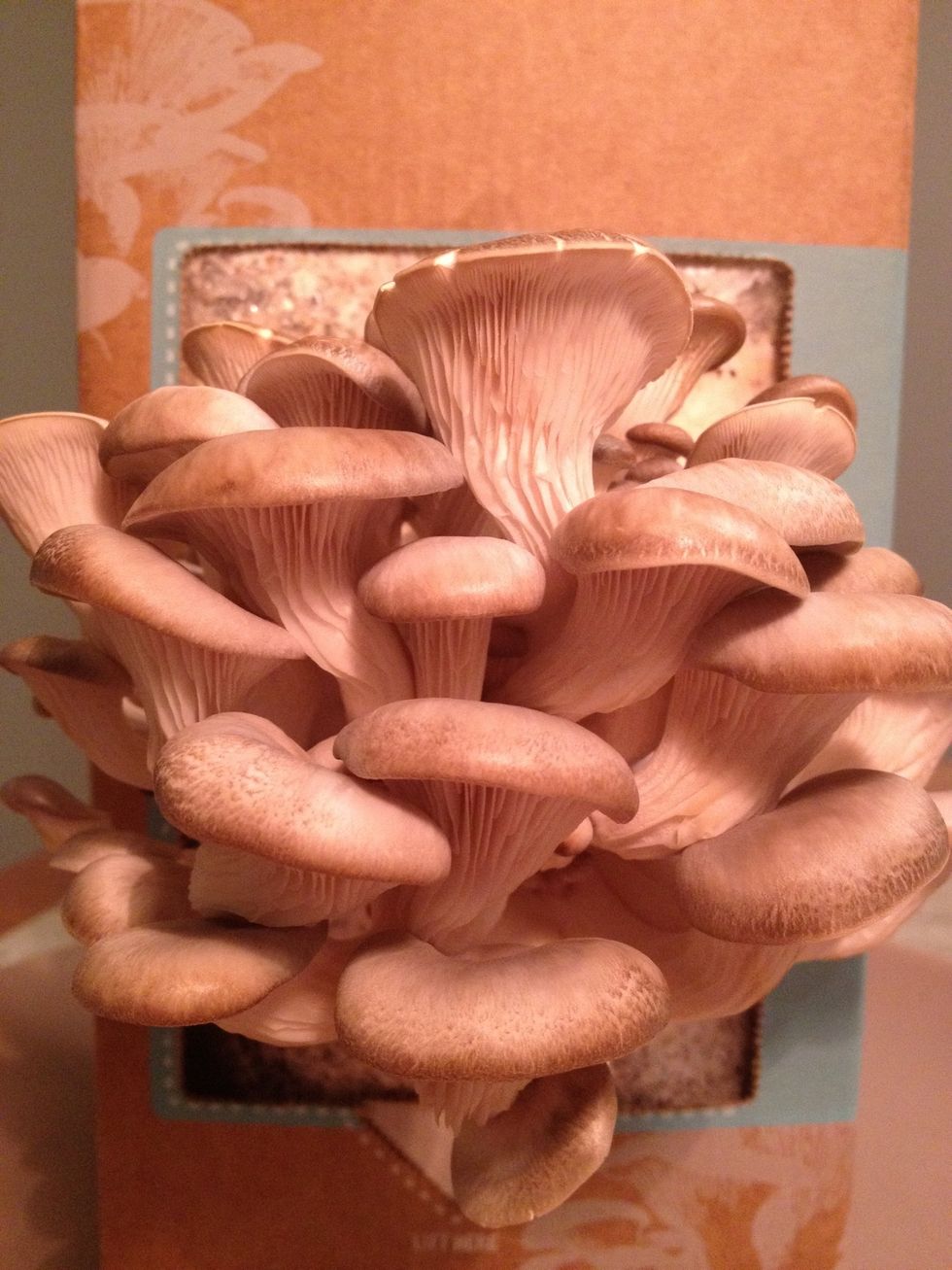 Day 10. Just about ready to harvest.