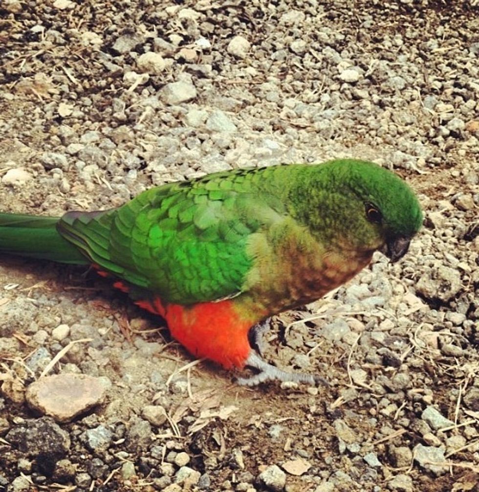 Day 2: Drive around Kennett River and spot some local wildlife including Koalas, Kookaburra, and parrots. Then have lunch at Apollo Bay.