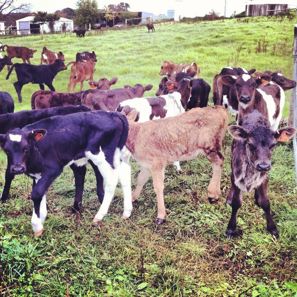 Day 3: On the way to Timboon we came across newborn calfs. We stopped to take a look and they came up to the fence to say hello.