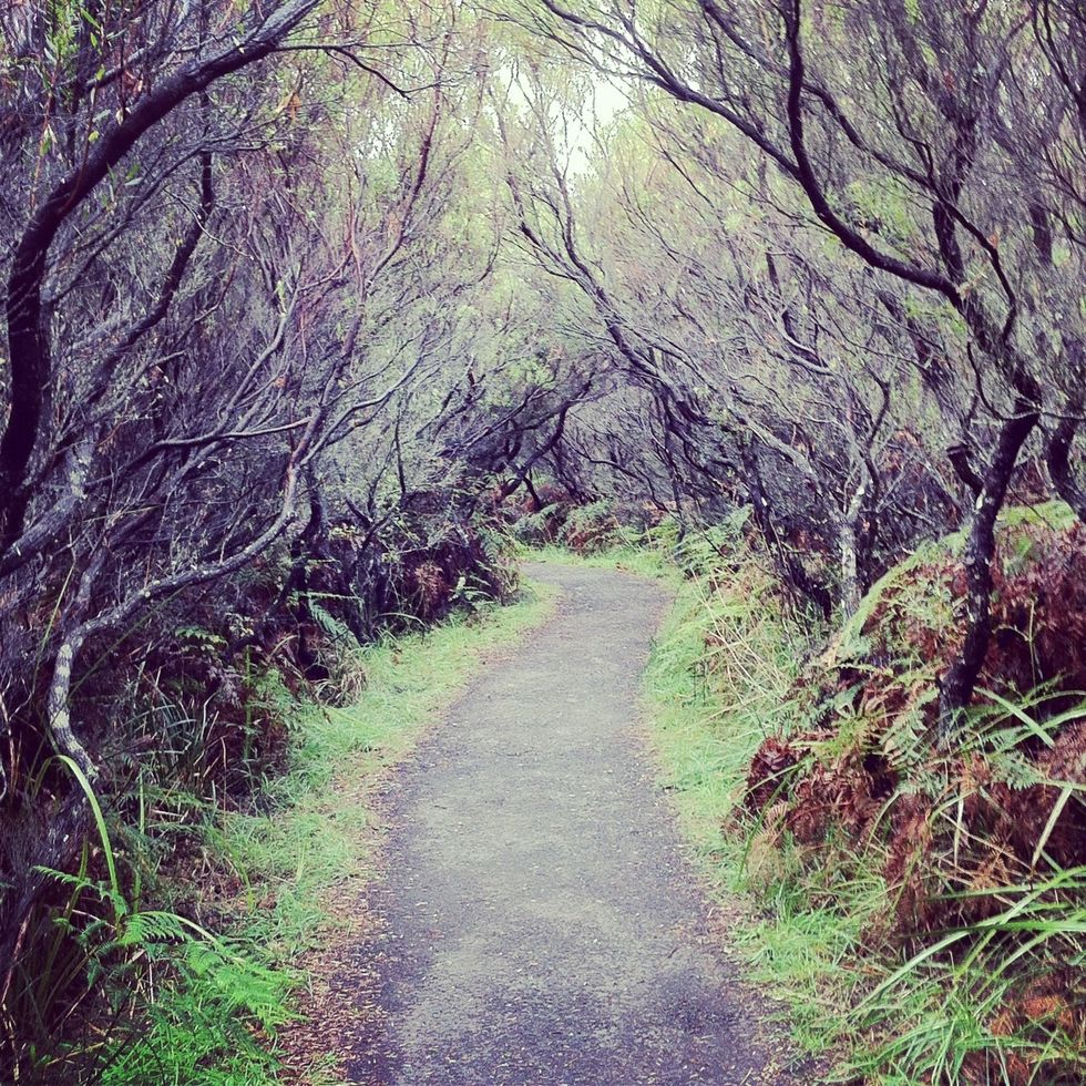 Day 4: if you have time go through the Discovery walks near the lighthouse. Some of paths are neat and eerie like the image above.