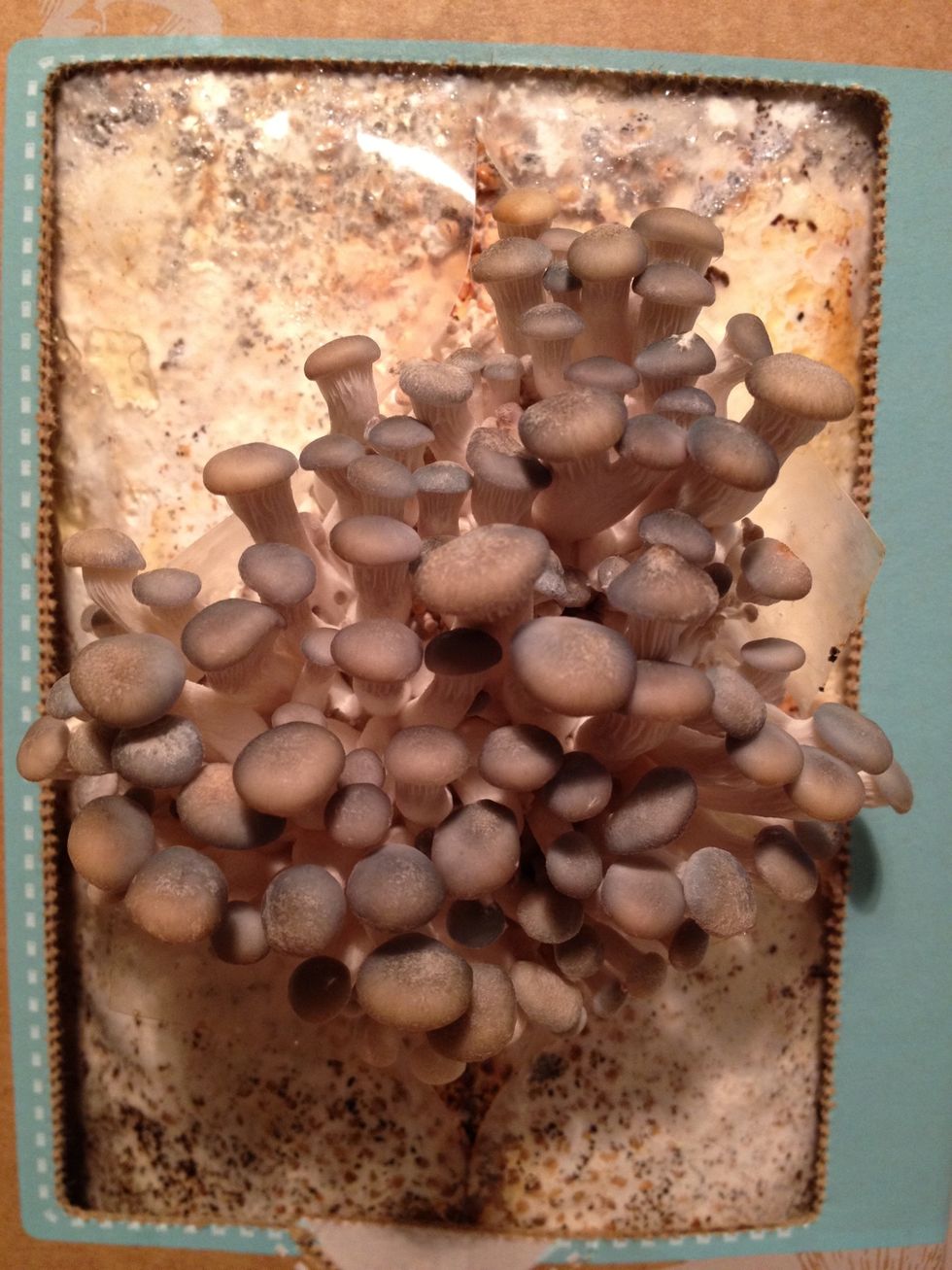 Day 8. Lots of growth!