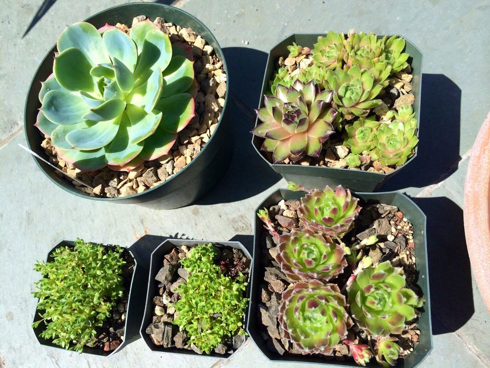 Decide on the type and size of succulents for your mini garden. You can have as many as you want -- gardening is very subjective (like art). You the creator can do whatever you want!