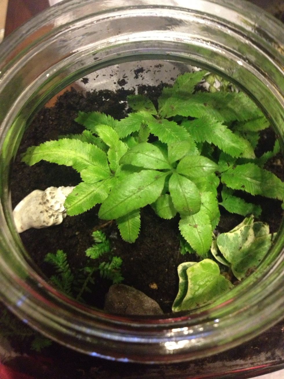 Decorate with seashells, rocks, figurines, pebbles, etc. If the plants get too big, trim them!