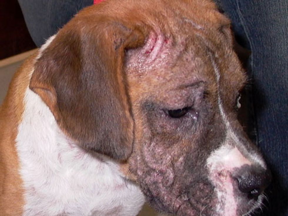 Demodectic Mange mites live in the hair follicles of your dog. Demodectic Mange also has three types:  Localized Mange, Generalized Mange, Demodectic Pododermatitis