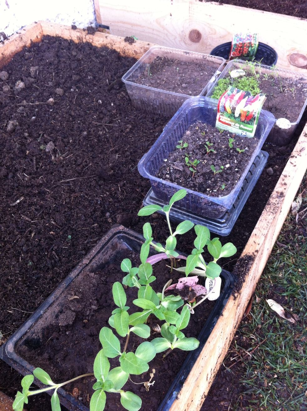 Dependiendo de la temporada, puedes sembrar antes la semillas en contenedores de pl\u00e1stico y tenerlas dentro de casa. / Depending on the season, you could seed before the seeds and have them inside