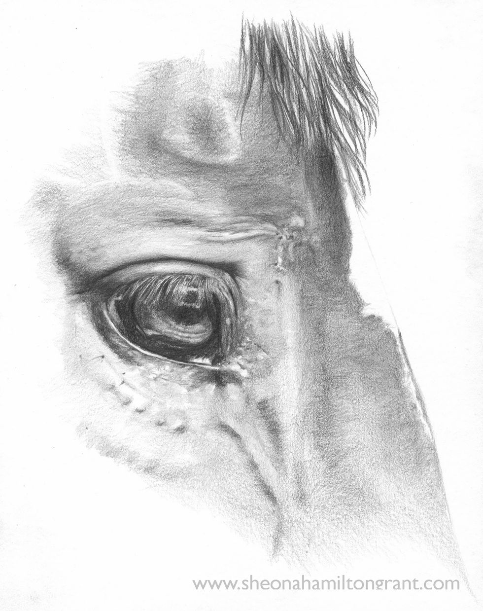 Detail added to and in eye using a 2H.