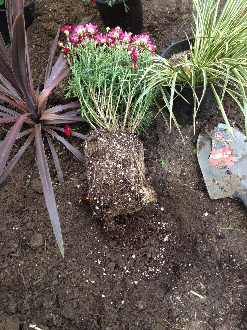 Dig a hole for each plant. Loosen the roots to help the plant take hold once it is in the ground.