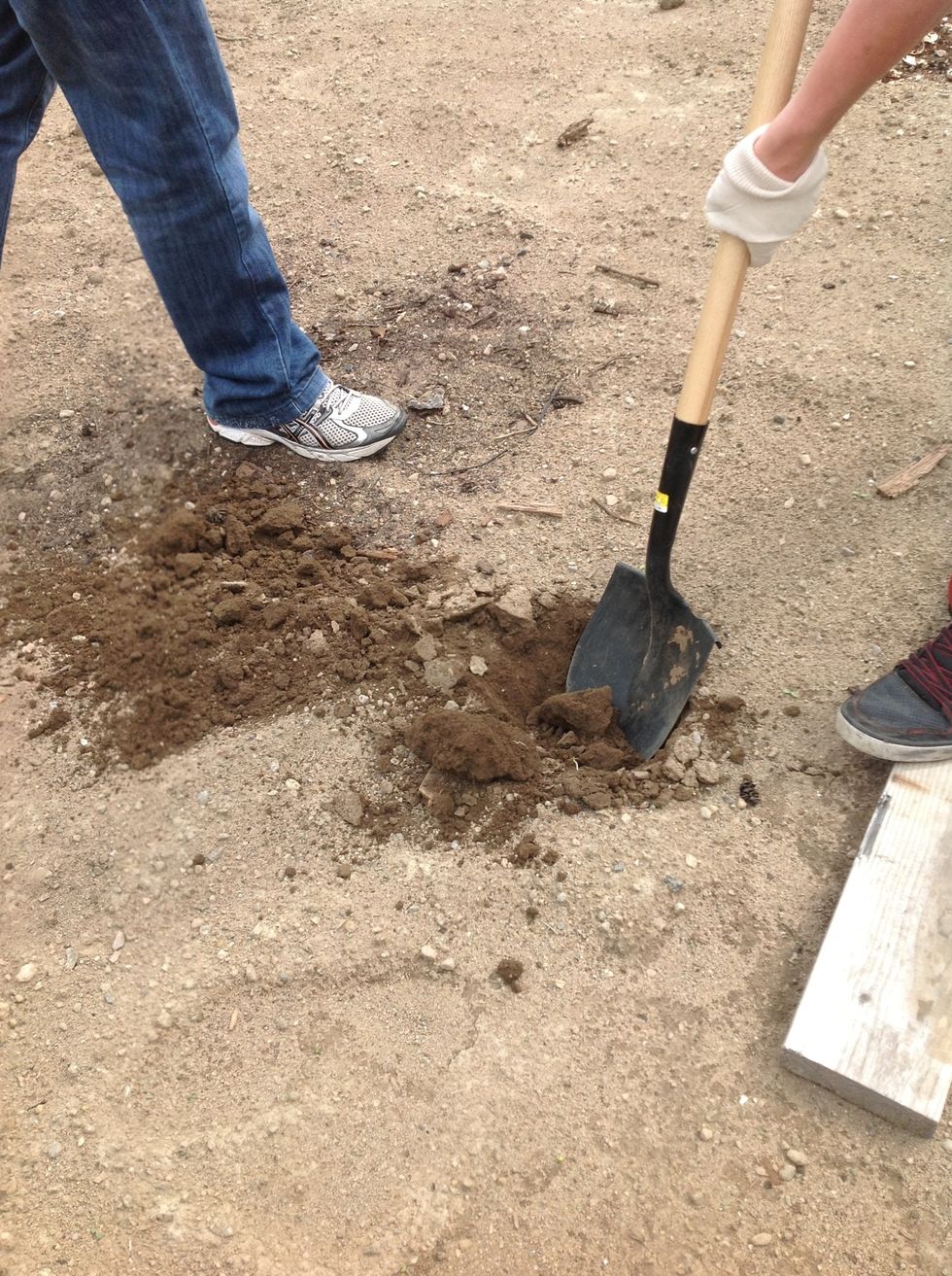 Dig a hole that is a little bigger then your plant.