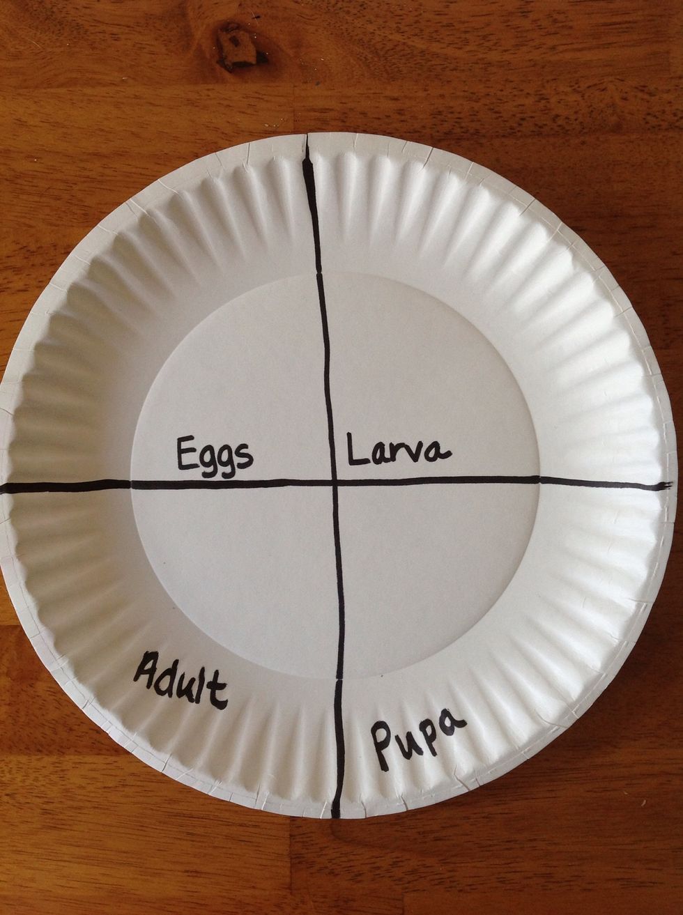 Divide your paper plate into four equal sections using a black marker. Write each life cycle stage in the sections. Make sure you put them in order.