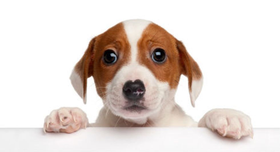 Do consult a vet for proper treatment. Some dogs need special baths and even injections to treat Mange. Change and wash your dog's bedding daily to keep it free from mites.