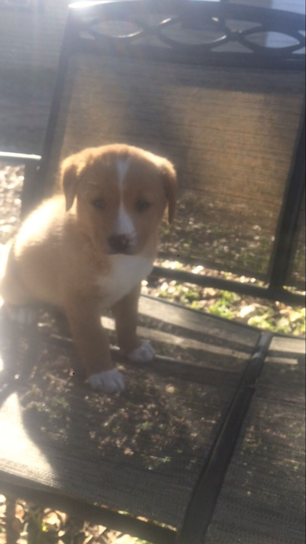 Do you have pets? Yes this is a picture of one of my pets cause I actually have 7  P.S this pic is of my puppy A.J