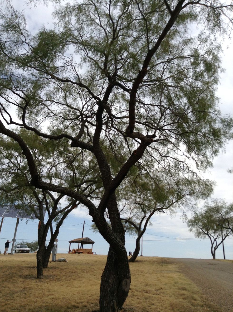Do you know what kind of tree this is? If you don't then I'll tell you it is a mesiteqte tree you know how some charcoal says it has mesiteqte in it now you know where it comes from.