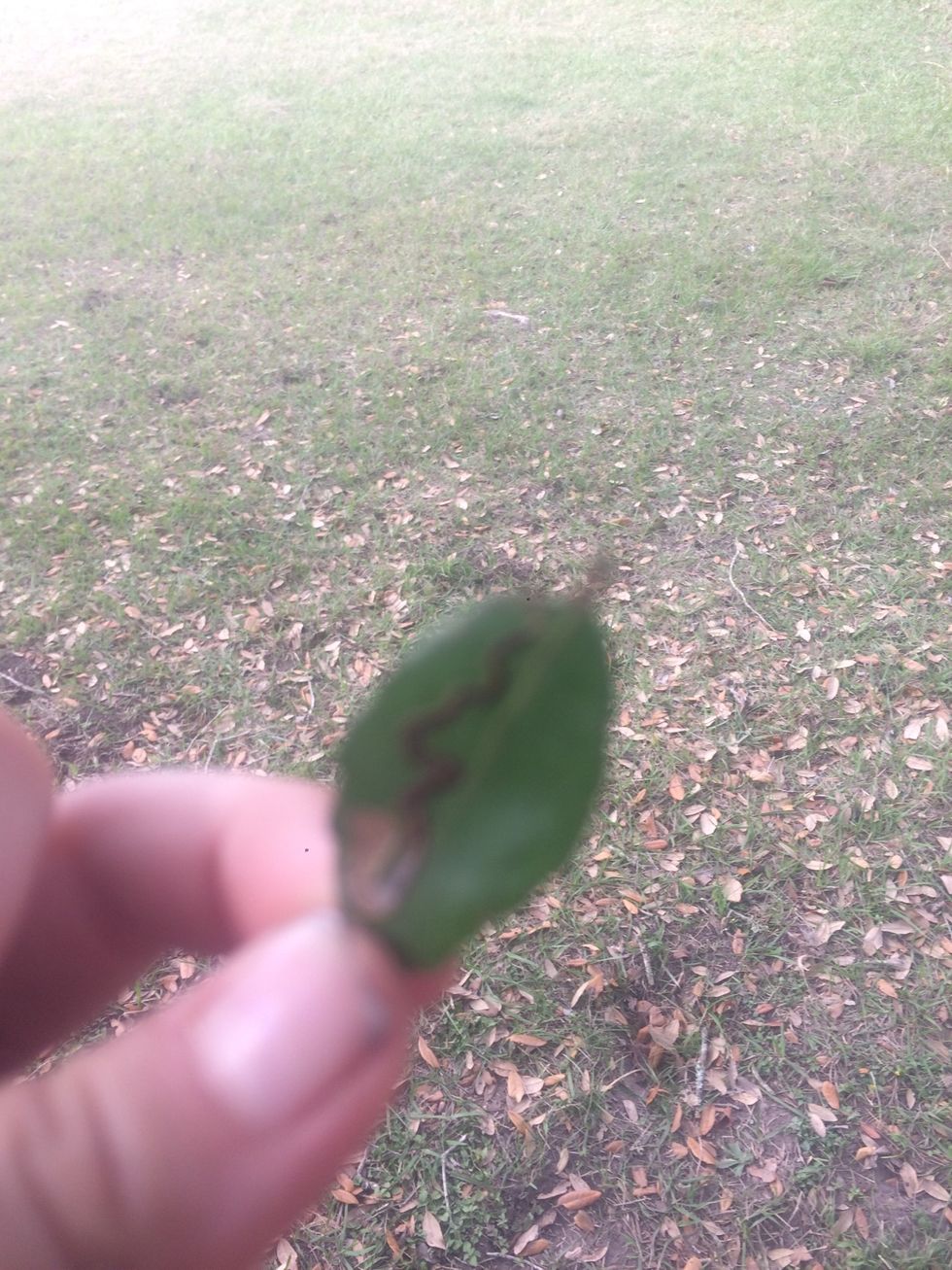 Do you love nature? Afraid of some of it sometimes but let's just consider the answer yes