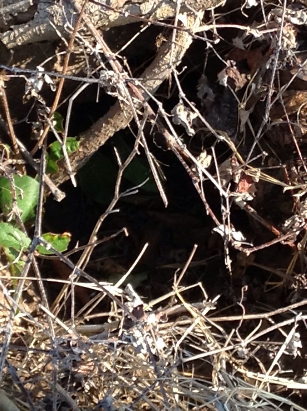 Does a bunny live here?(day 1).I was on a trail when I fond this