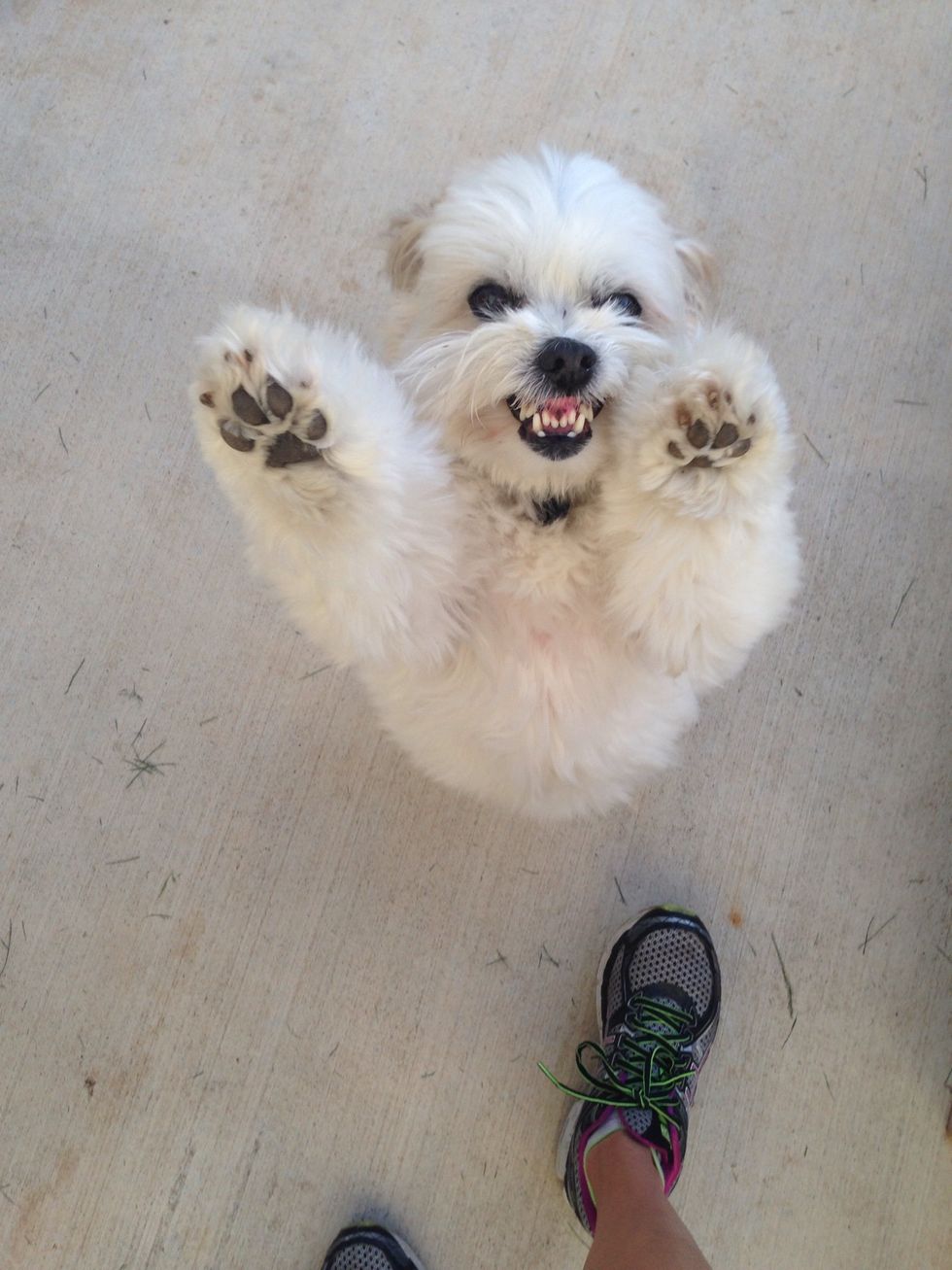 Dog