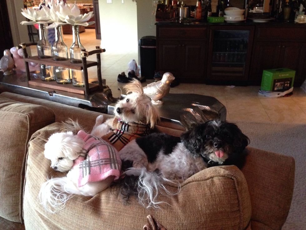 Dogs are family and they bring happiness to me. Happiness can very easily lead to success