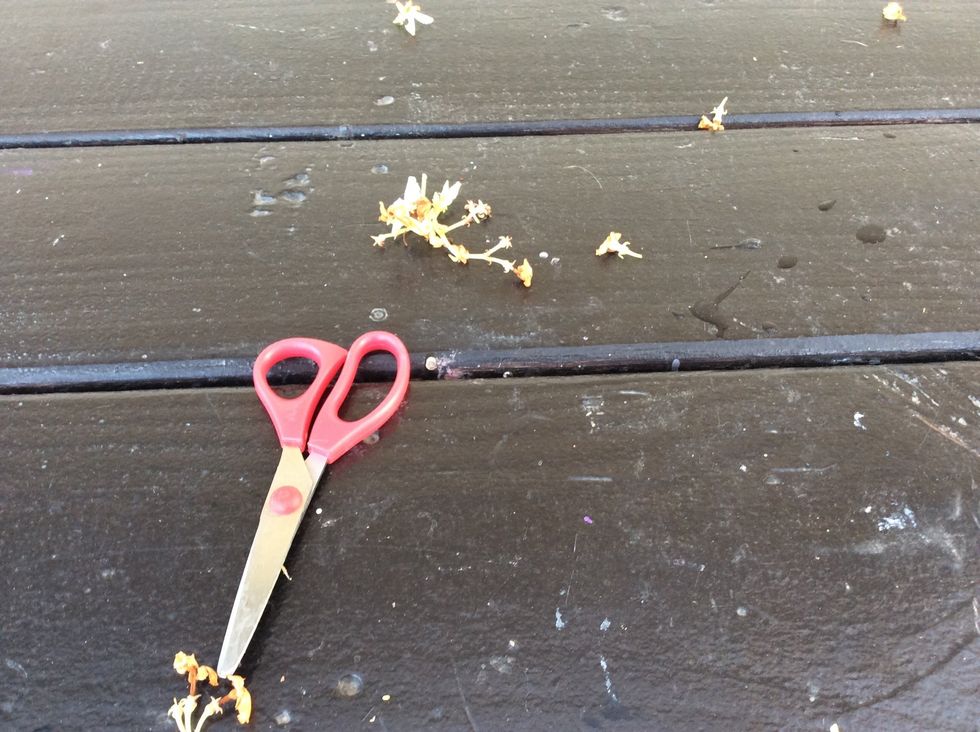 Don't forget to cut the dead flowers off