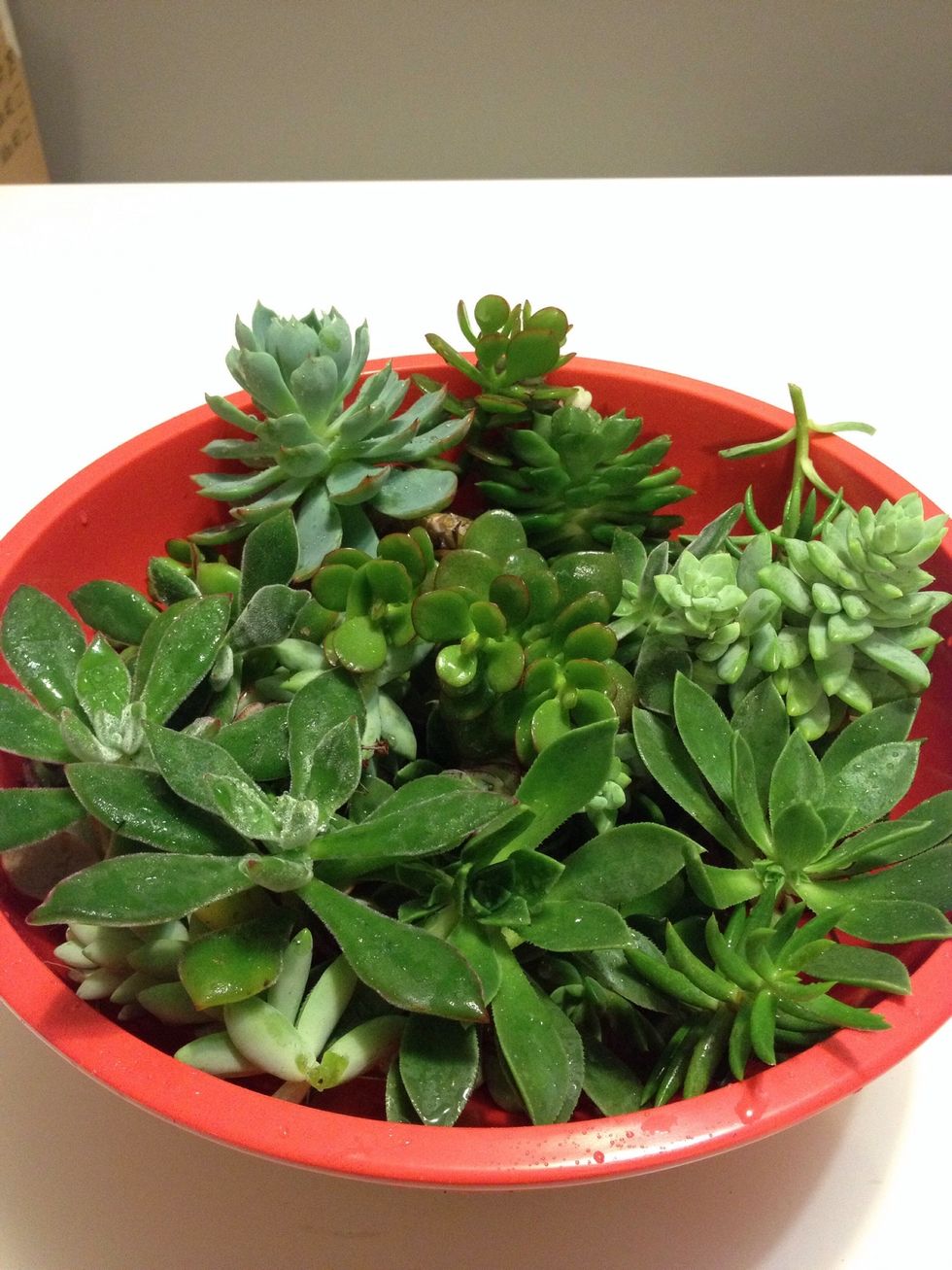Don't forget your succulent cuttings!!
