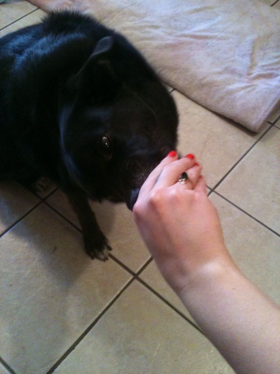 Don't give a treat for sit yet. Use the same treat and slowly lower your hand to the ground. Your dog should be interested enough to follow. The hand signal is a flat hand facing down.