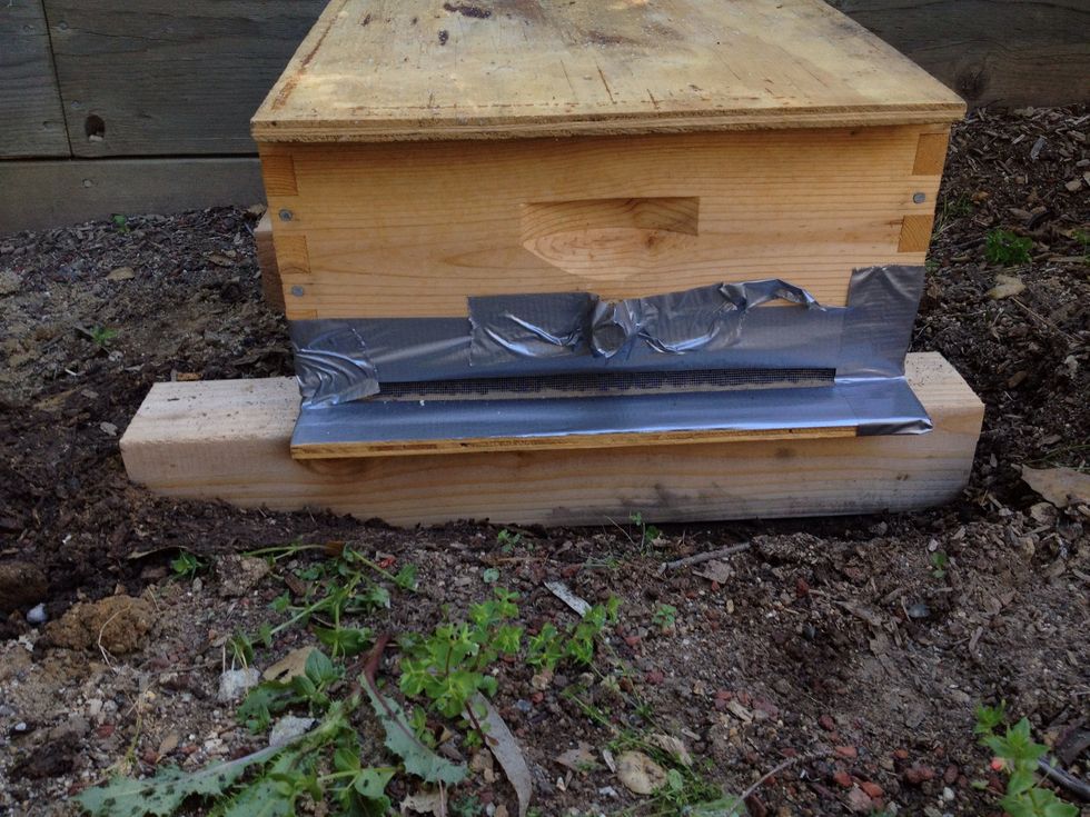 Don't let the bees out until you are suited up. Think about the bees flight path with your bee keeping mentor (an experienced bee keeper who is going to help you keep bees)