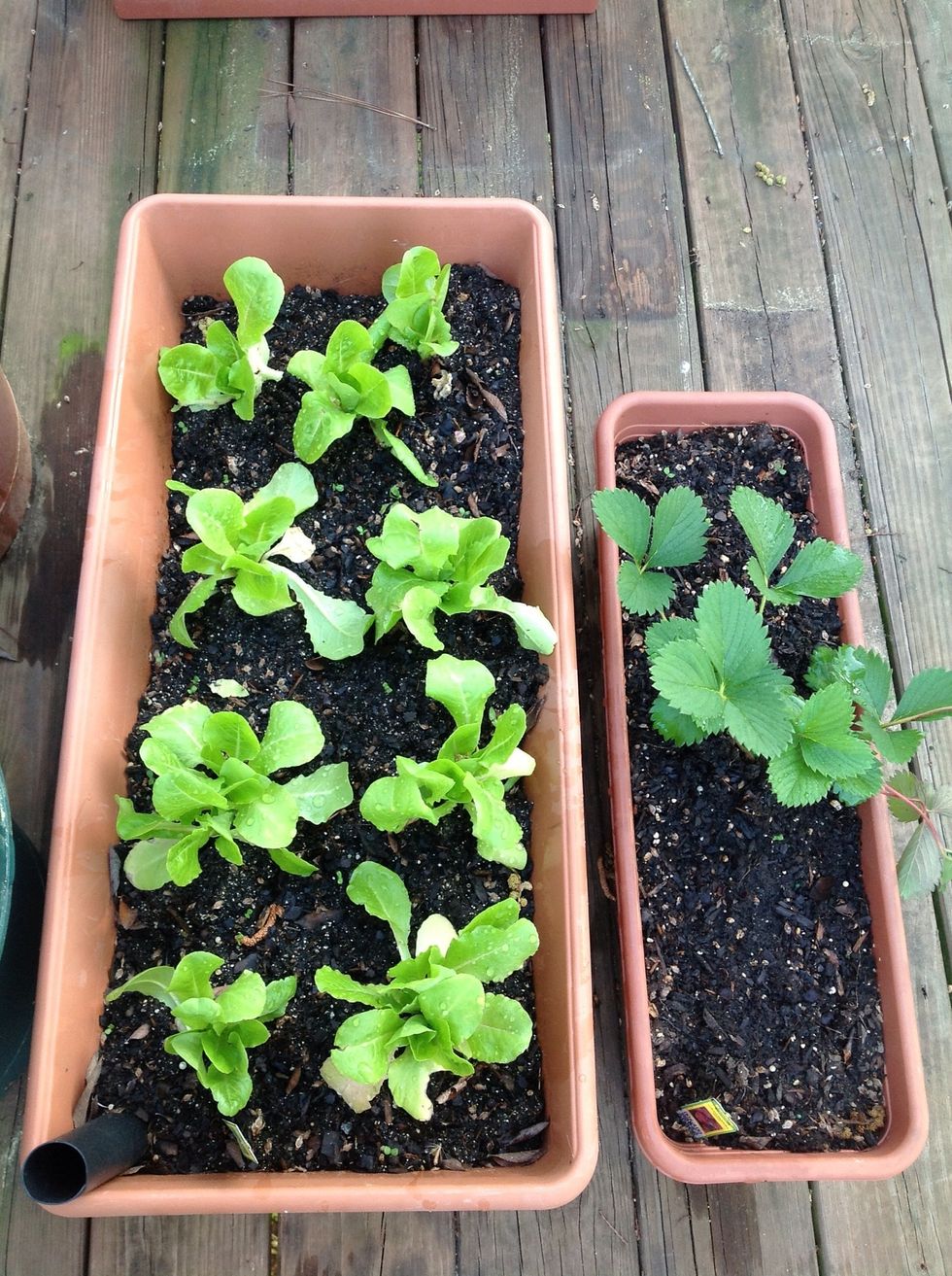 Don't overcrowd plants. A little card should come with the plant to tell you how much space is needed between plants. Completely cover roots and plant base with potting soil.