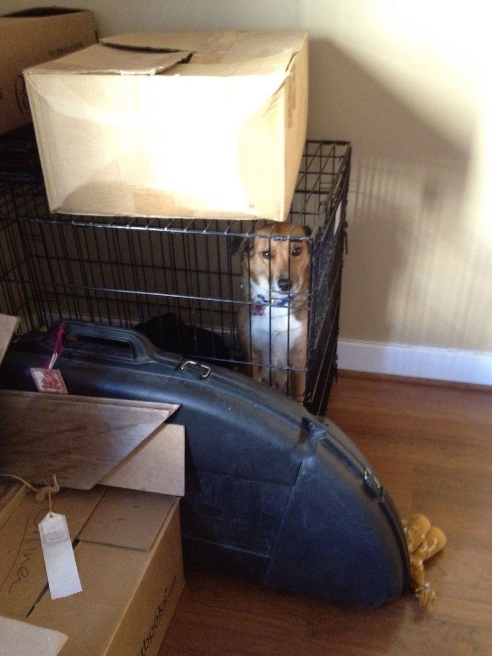 Don't pile stuff on or around your anxious dogs crate. Mainly because it limits their vision and won't allow them to rest. Also because an unhappy dog will get bored and start chewing on it.