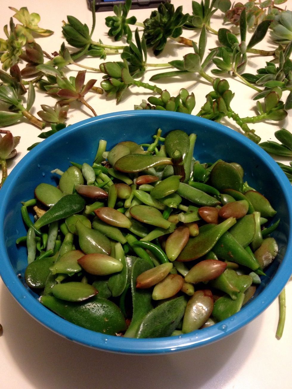 Don't throw away the leaf cuttings. New plants will often grow from the leaves!