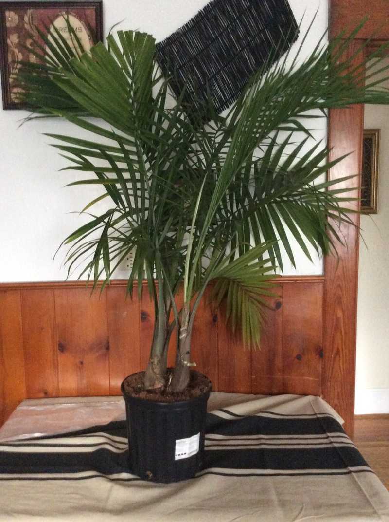 silk succulent plant arrangements Jenny Silks Contemporary Tropical Artificial Succulent Arrangement in a  Metal Container #S-04