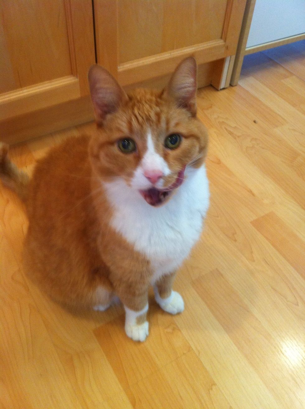 Done! Cat is happy