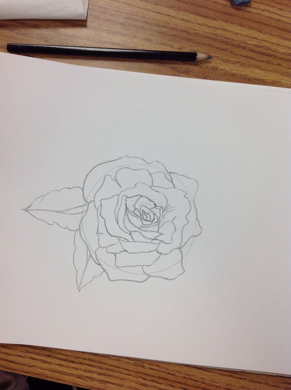 Draw two leaves medium size against the rose. (Pencil)