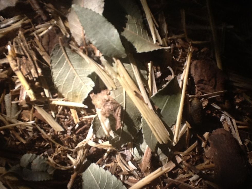 Dried leaves are realllllllly good for them...