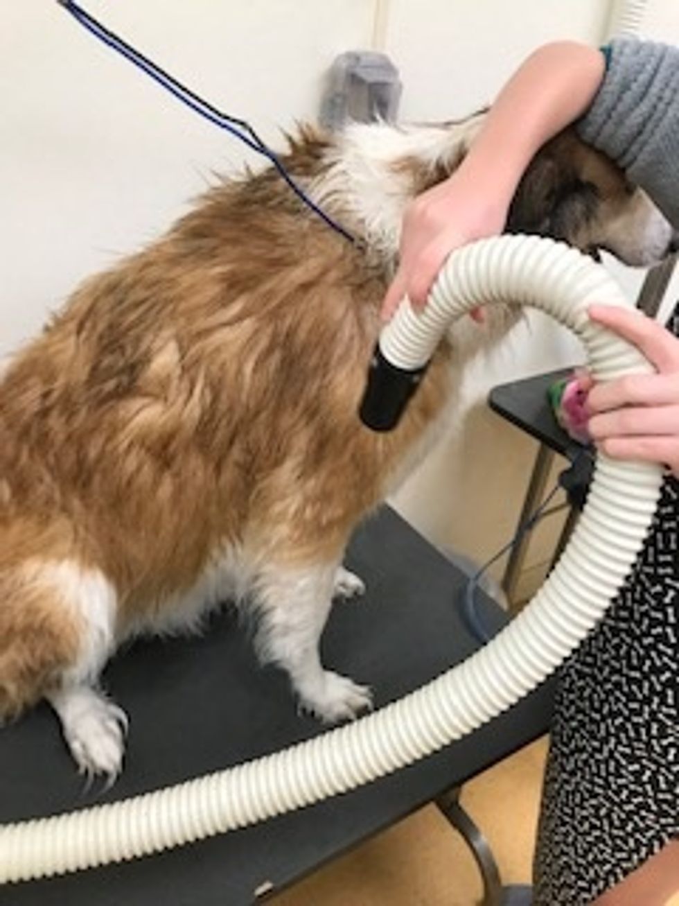 Dry your dog with a dryer if needed.