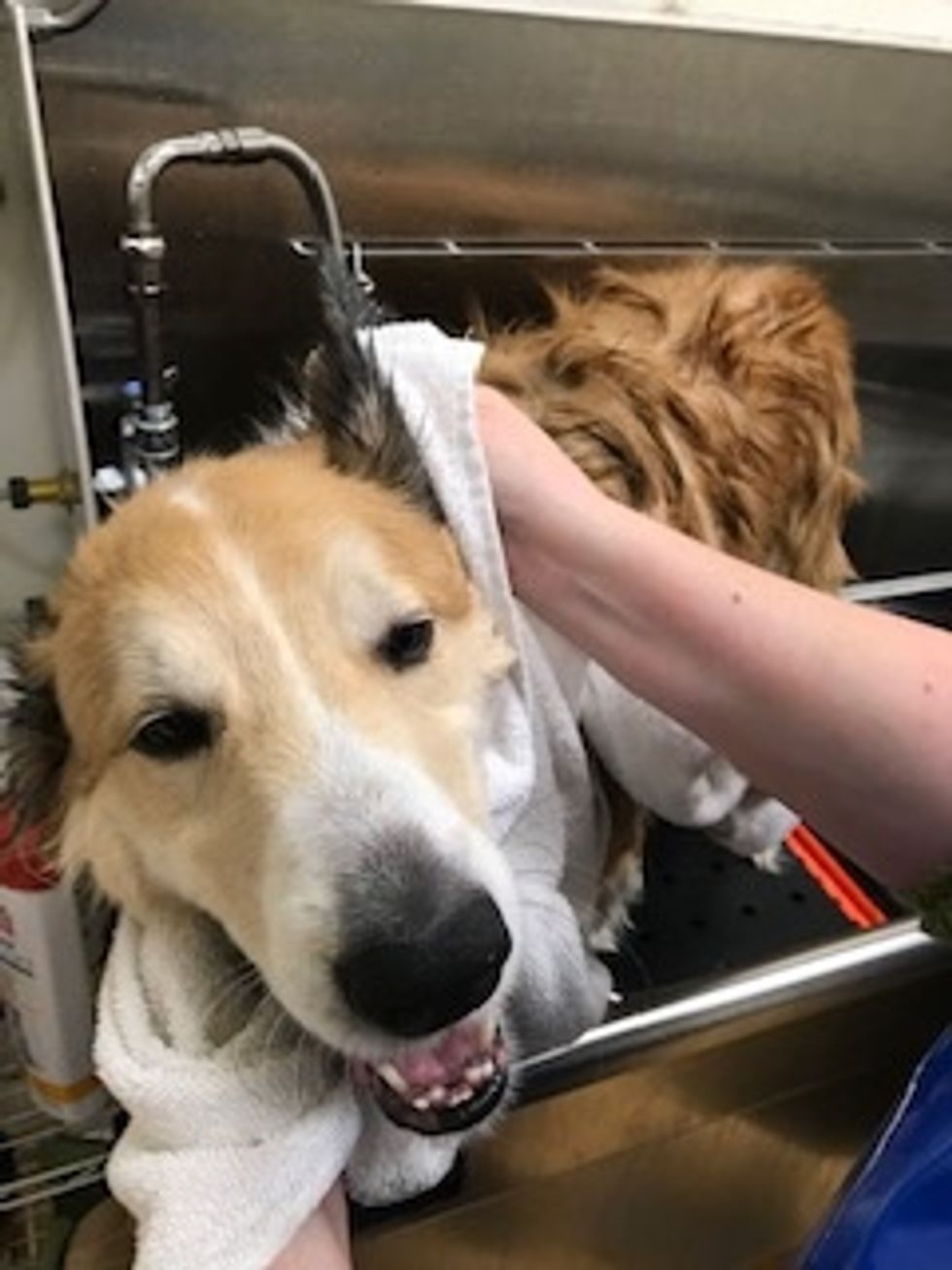 Dry your dog with a towel.