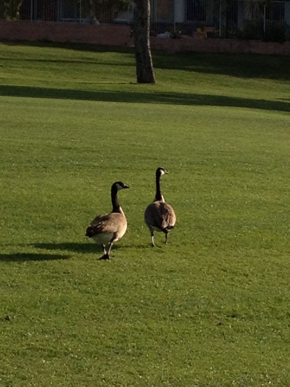 Ducks are strange little things