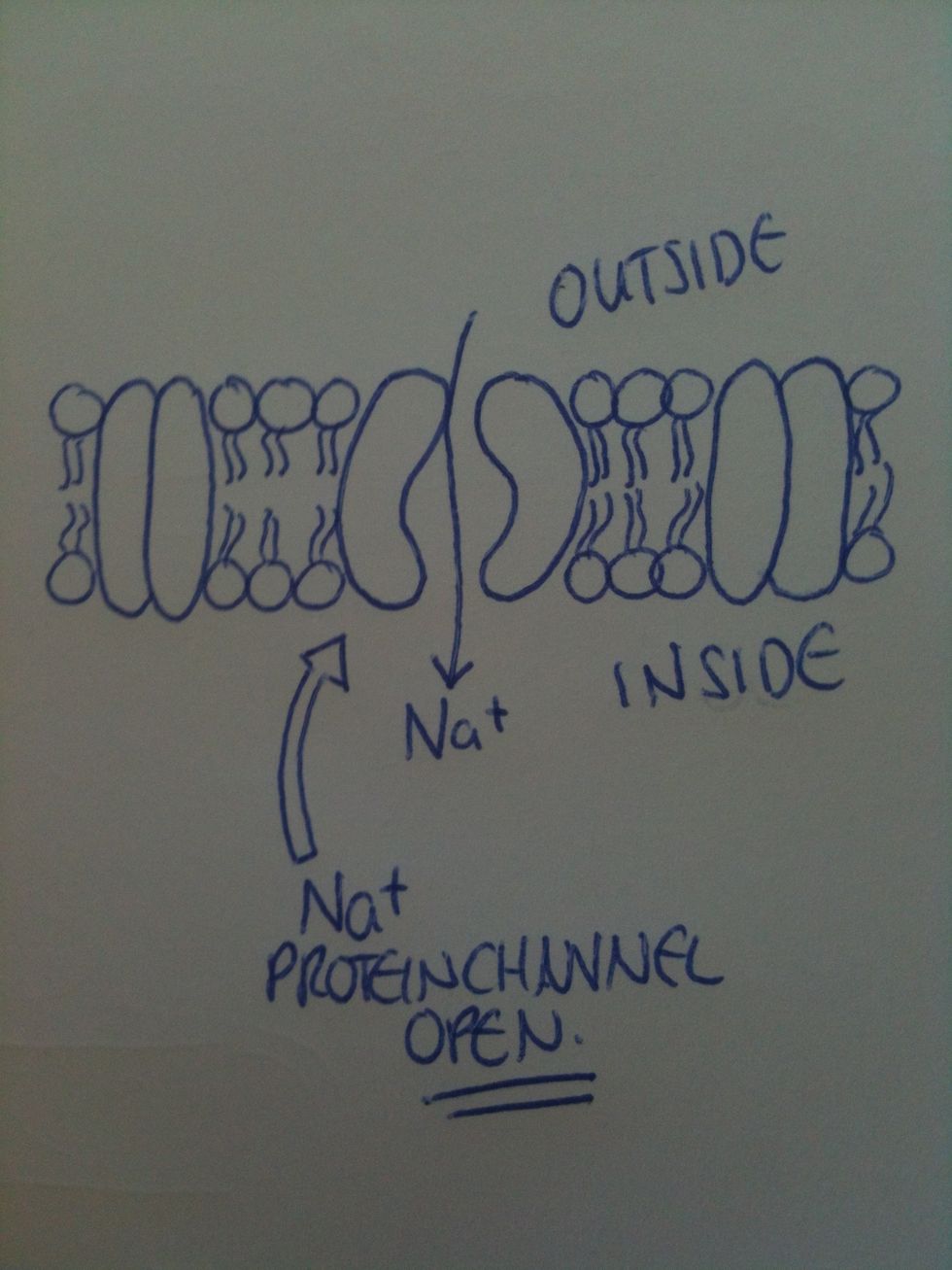 During an action potential, sodium channels open to allow Na+ ions into the axon. The K+ channels remain shut. The concentration of Na+ ions inside the axon increases.