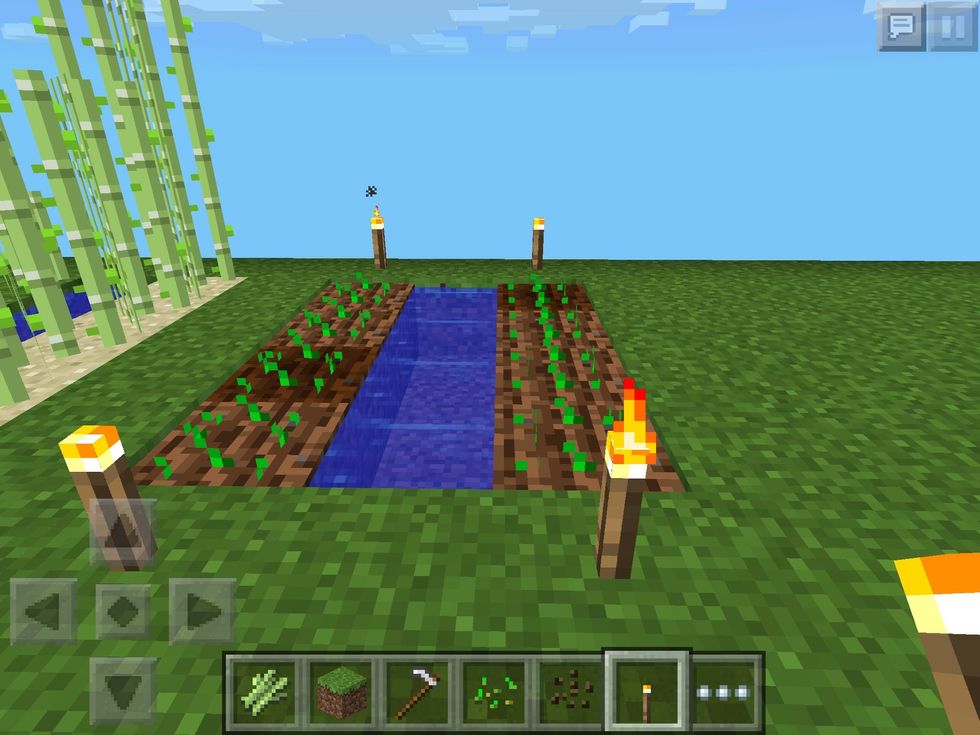 During survival mode, it will get dark at night. Seeds don't grow so well without the sun! So, put some torches around to keep the light and help your seed grow!