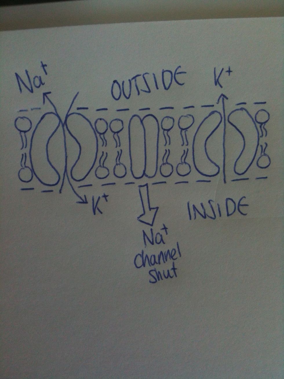 During the repolarisation stage of action potential, a K+ channel opens so K+ ions leave the axon. Any Na+ ions that have entered during the action potential are will be removed by the Na+/K+ pump.