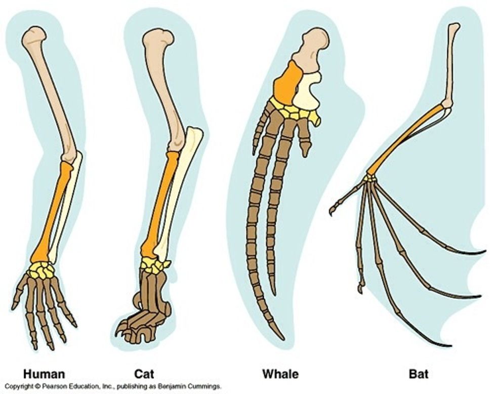 Each color represents the same bone structure in the different animals, whether they fly, swim or walk.