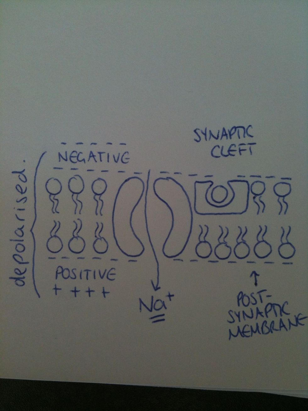 Each receptor protein then opens a protein channel, allowing ions such as Na+ to pass through the membrane and enter the cell. This depolarises the post-synaptic membrane.