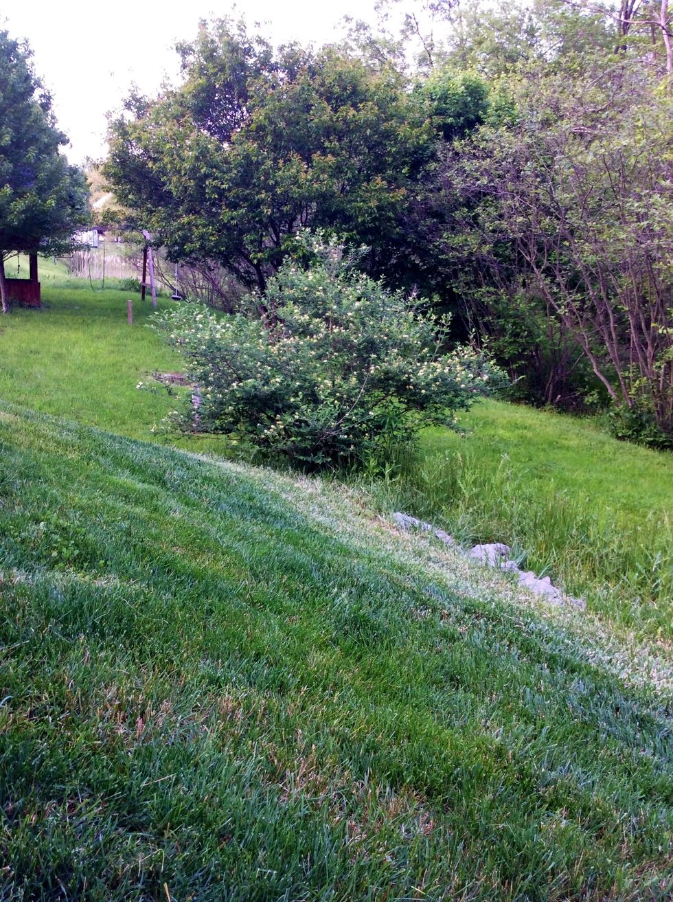 Each seed that fell from the bushes and the leaves were picked up and deposited behind the fence. Overtime, rain water and sunlight planted a bush that no one helped grow. When this happens the bush