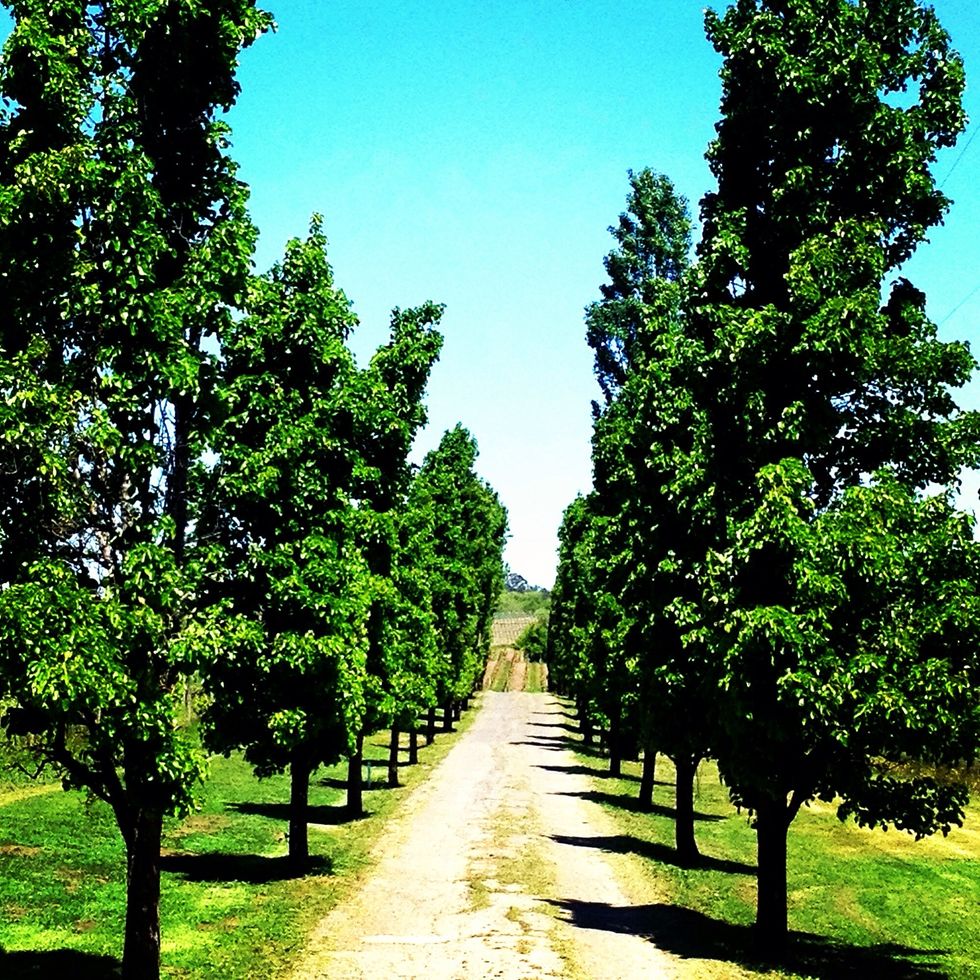 Each winery has its own unique look and feel. The entrance to the Adastra Winery had the feel of a countryside in Tuscany.
