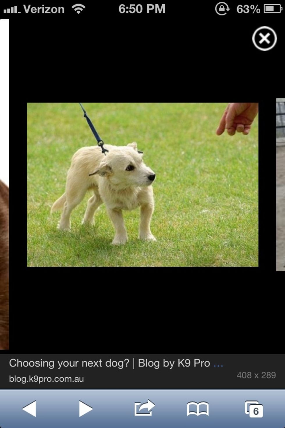 ears back , tail between legs, looking sideways, trying to flee, whining, and licking it's lips/body. If the dog bares teeth/growls, it is being defensive and is scared.