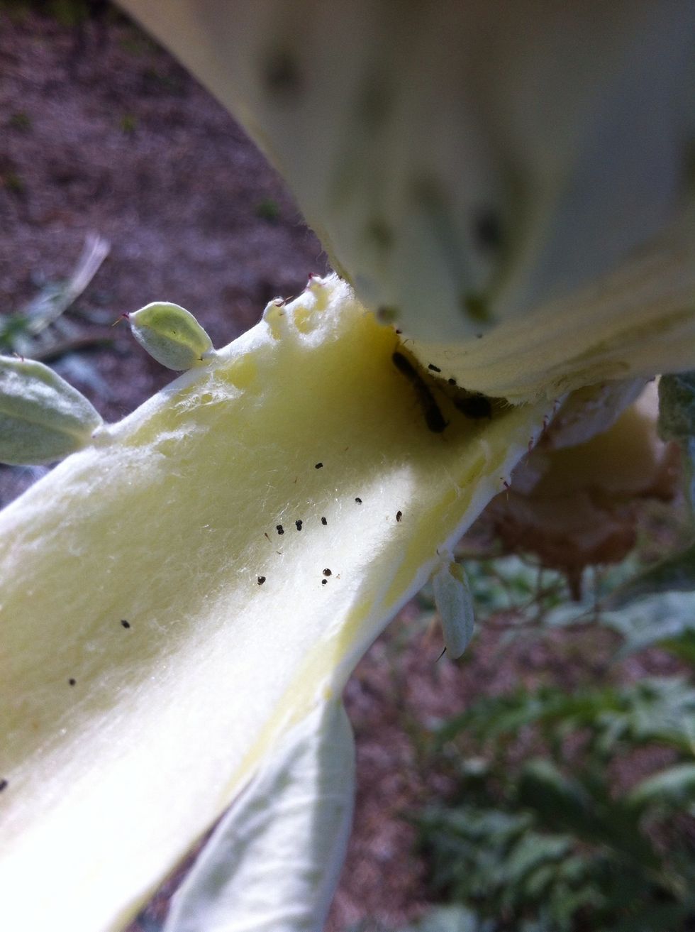 Earwigs and their eggs seem to like living among the stalks.