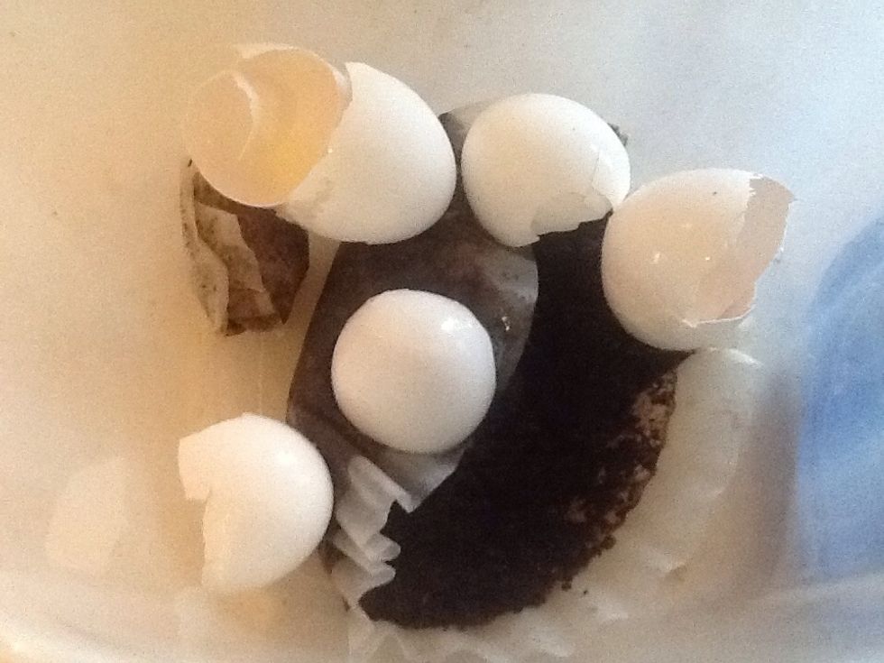 Egg shells, coffee grounds, tea bags and small amounts of paper feed the compost pile.