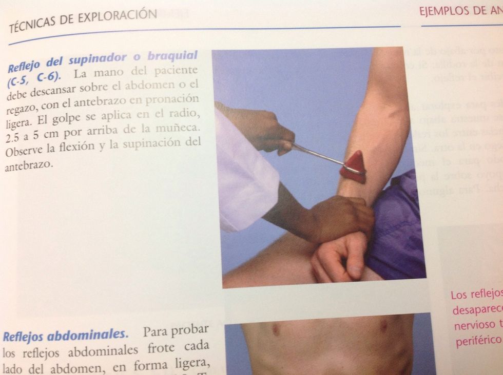 El reflejo braquial nos sirve para ver que los segmentos c5 y c6 est\u00e9n \u00edntegros. Se debe de golpear el radio a 2.5 o 5 cm por arriba de la mu\u00f1eca y el brazo debe de supinar.