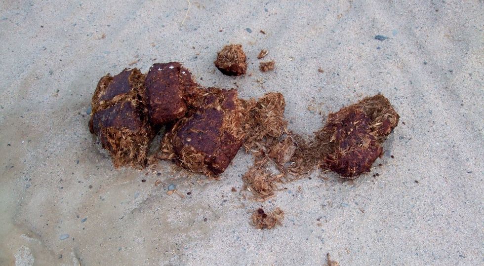 Elephant poop?