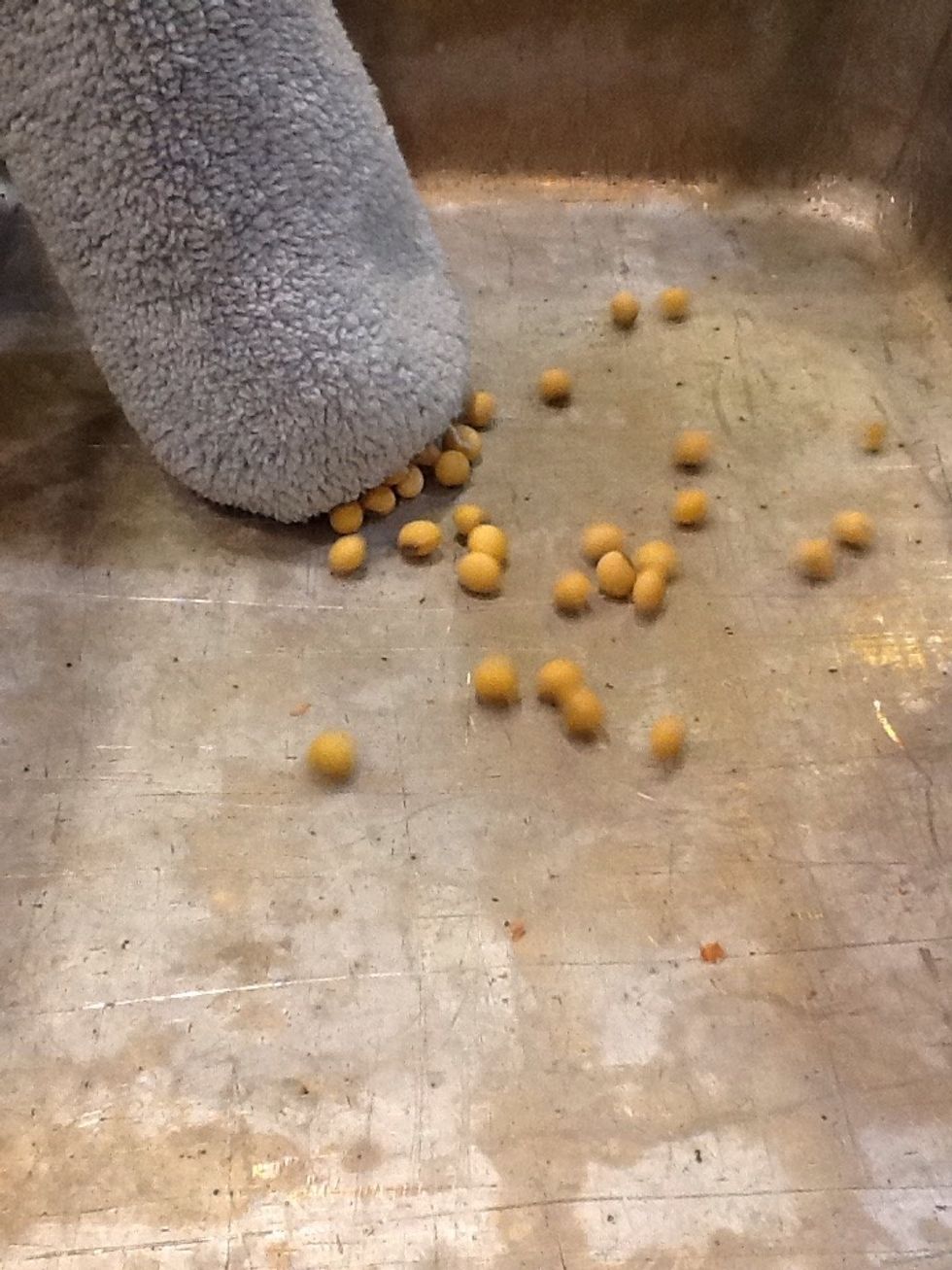 Empty them into a pan and sort any imperfect soybeans out.