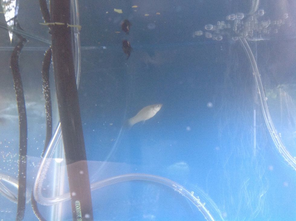 Enjoy sitting back as your garden runs it self!