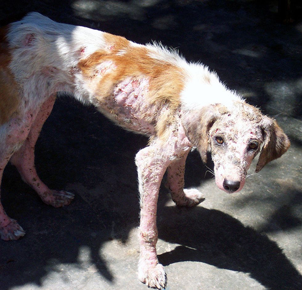 Environmental Preventions : Most important is to maintain cleanliness within home to prevent spreading of Mange. This includes cleaning of dogs beds and blankets, focusing on areas where dog plays.